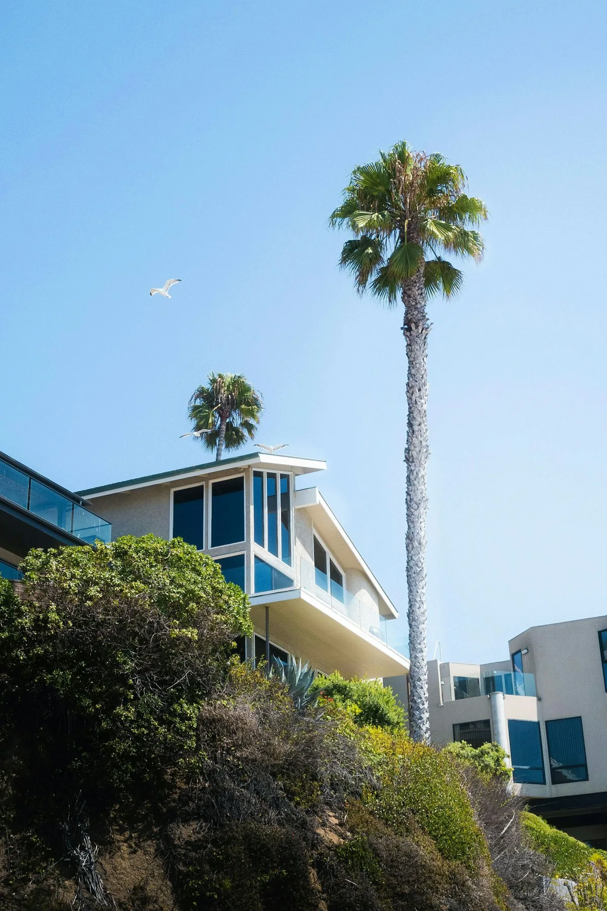 Modern house with palm trees and ocean view